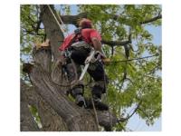 JFL Tree Service image 5